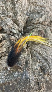 Streamer Tied Using Merkin/Streamer Synthetic Fly-Tying Hair