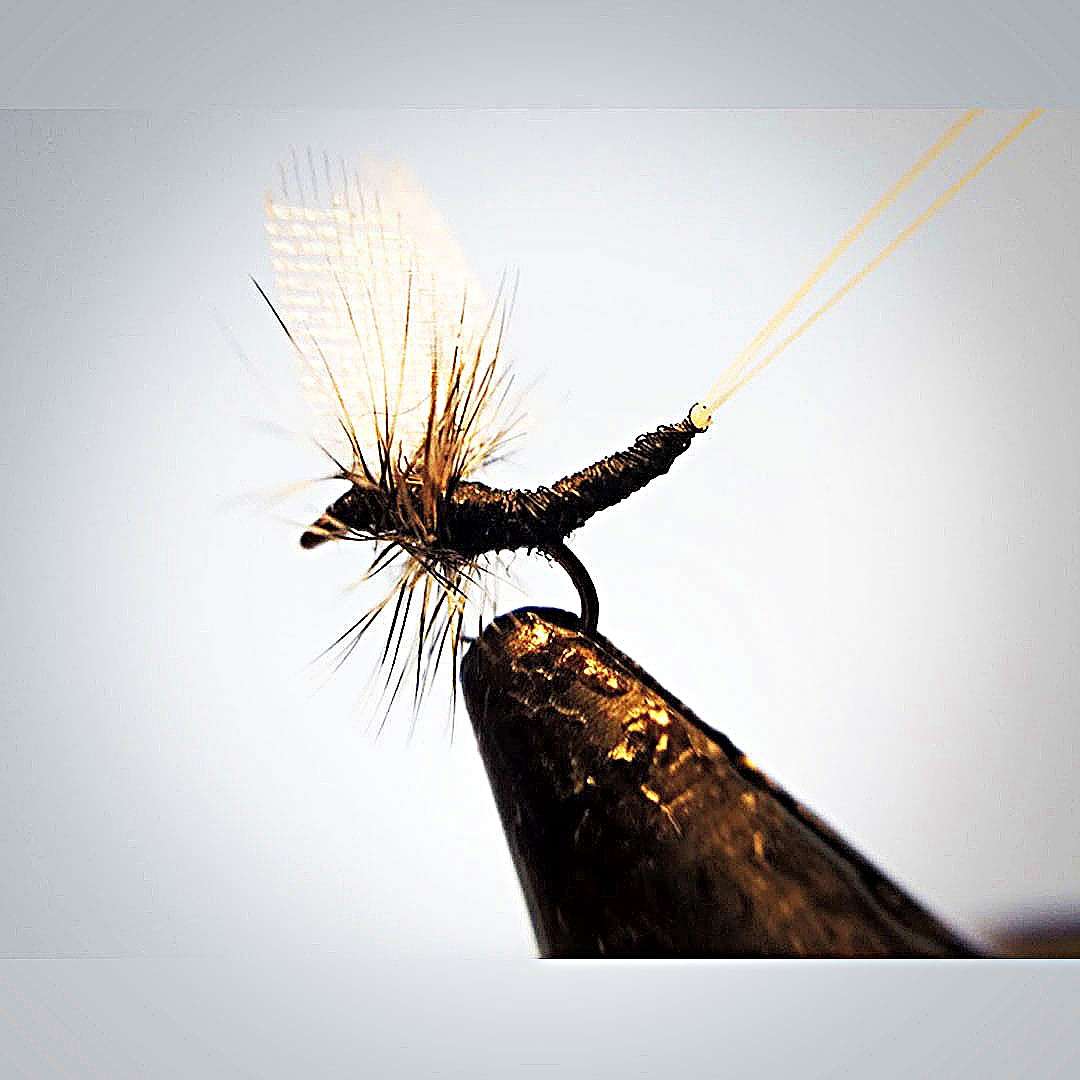 Extended Body Male Trico Mayfly