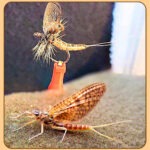 Extended Body Dark Hendrickson Mayfly Dub