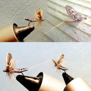 Extended Custom Tied Wally wing Callibaetis Mayfly Dun