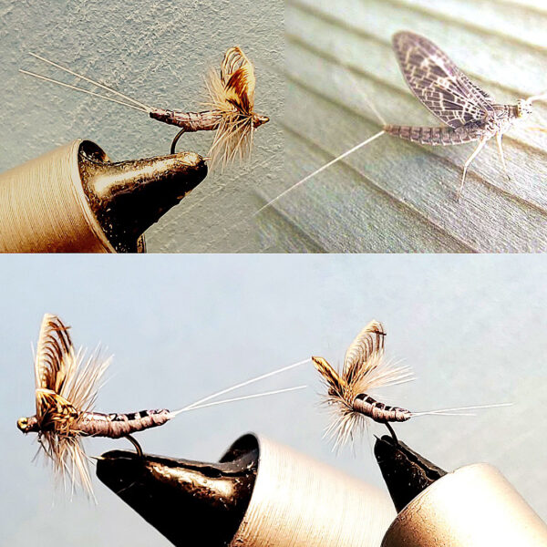 Extended Custom Tied Wally wing Callibaetis Mayfly Dry