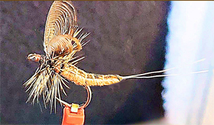 Wally Wing Dark Hendrickson Mayfly Dun