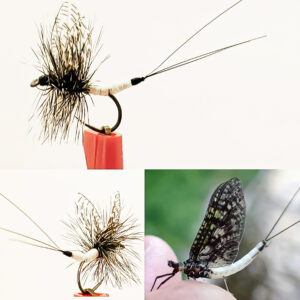 Eatern Green Drake tied using the extended body platorm